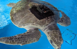 Noonu, the turtle rescued by fishermen and cared for by the Marine Discovery Centre -- Photo: Reefscapers