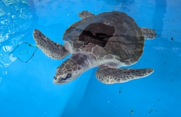 The rescued turtle; Noonu has shown remarkable recovery since her treatment-- Photo: Reefscapers