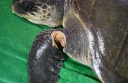 Damages to Noonu's fin from ghost nets; since her treatment, the turtle has shown recovery from her injuries-- Photo: Reefscapers