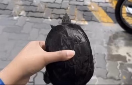 A Maldivian Black Turtle, rescued from streets of Male'.-- Photo: EPA