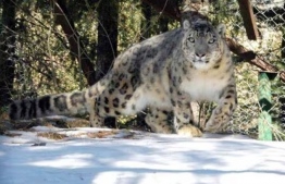 Snow leopards are tough to track because they inhabit remote and high-altitude regions of the Himalaya and are one of the most elusive cats in the world -- Photo: Indian Express