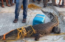Crocodile caught in Shaviyani Atoll yesterday.-- Photo: Funadhoo Council