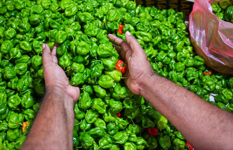 ކަނޑުދޫ މިރުހުގެ އަގު ހެޔޮވެއްޖެ