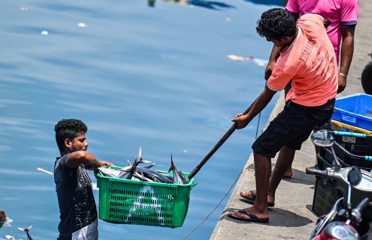 މަސްވެރިންނަށް ބާކީ ފައިސާ ޖަމާކުރަން ފަށައިފި