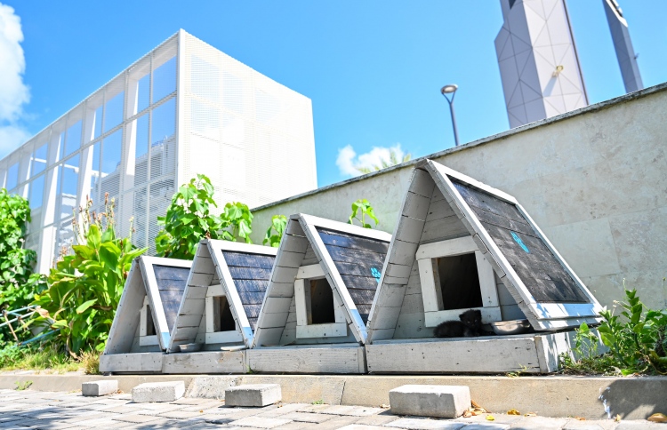 ސަލްމާން މިސްކިތް ކައިރީގައި އުޅޭ ބުޅާތަކަށް ގެތަކެއް