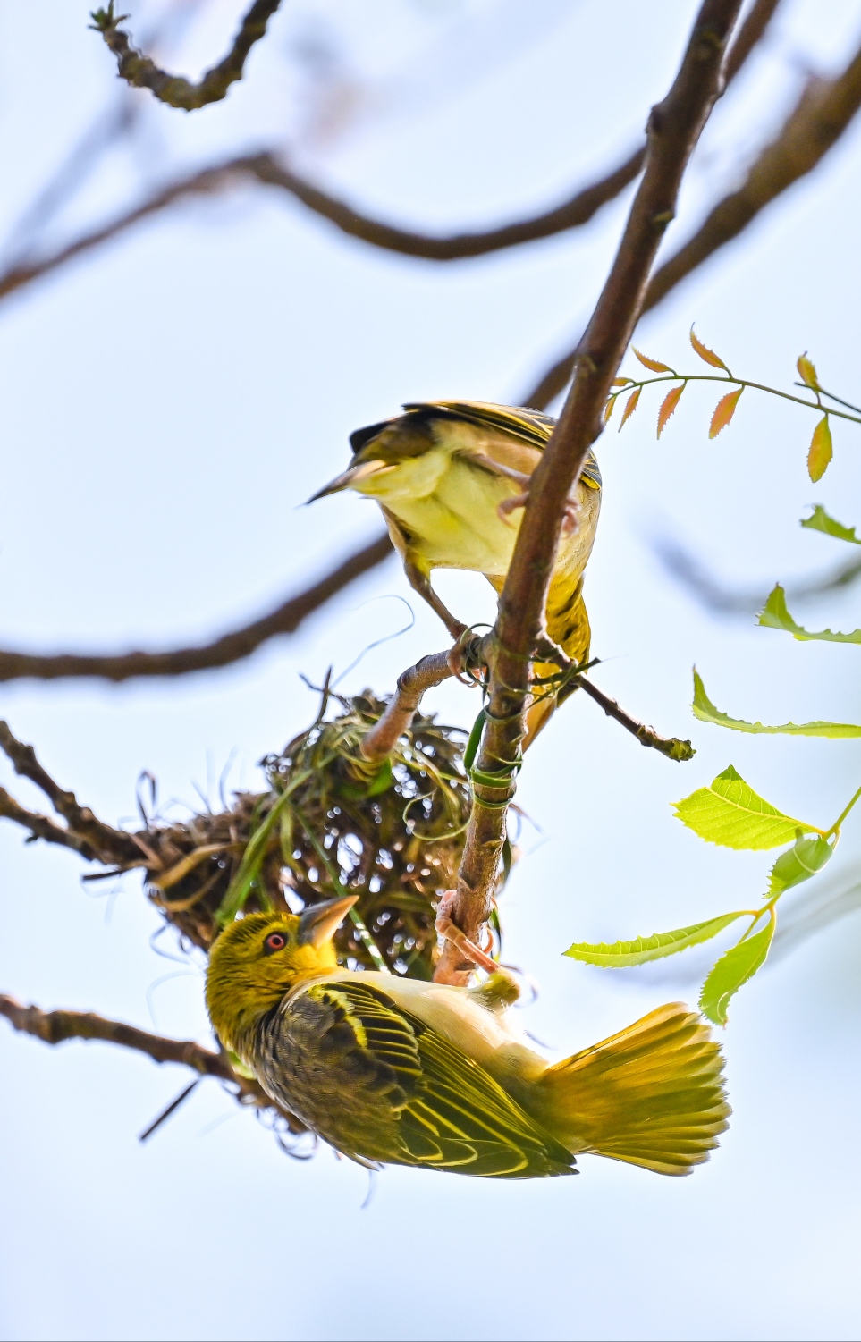 ހަމްދޫންގެ ގޭތެރޭގައި ހުރި ގަހުގައި ދޫނިތައް ހާލި ހަދައިގެން. -- ފޮޓޯ: ފަޔާޒް މޫސާ | މިހާރު