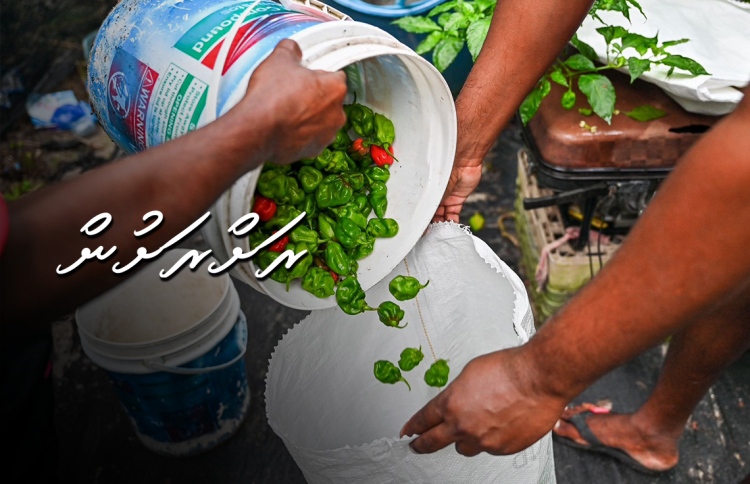 ކަނޑޫދޫގެ ޒަހަމްތަކުގައި މިރުހުގެ ދިލަ