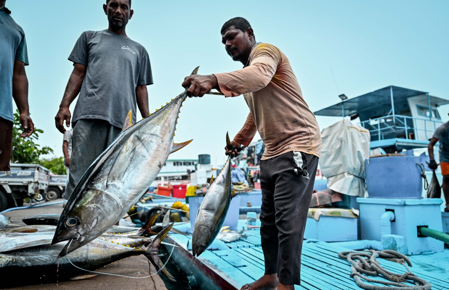 މާލޭގެ މަސް މާރުކޭޓަށް މަސްތަކެއް ގެންދަނީ: މަހުގެ އަގު ބޮޑުކުރީ އެއްވެސް ވިސްނުމެއް ނެތި.-- ފޮޓޯ: ނިޝާން އަލީ | މިހާރު