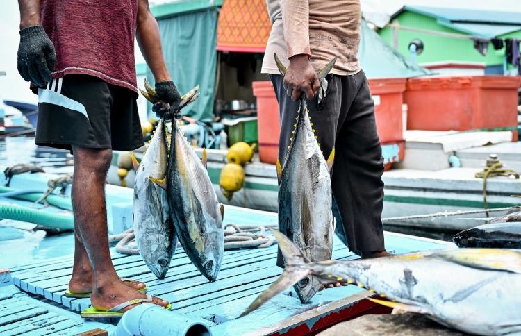 ކޮންމެ ސަބްސިޑީއަކާއި ޑިސްކައުންޓަކަށް އަގު ދައްކާނެ