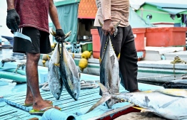 Activity at Local Market area: A vessel unloads fish to transport it to the fish market in Male' -- Photo: Nishan Ali