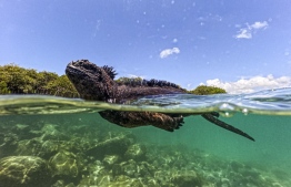 A marine iguana (Amblyrhynchus cristatus) is seen in Tortuga Bay at Santa Cruz Island, part of the Galapagos archipelago in Ecuador, on March 6, 2024. Greenpeace on March 11, 2024, called for the creation of a high seas marine protected zone under a new UN treaty to secure a much wider area around Ecuador's famous Galapagos archipelago. (Photo by Ernesto BENAVIDES / AFP)