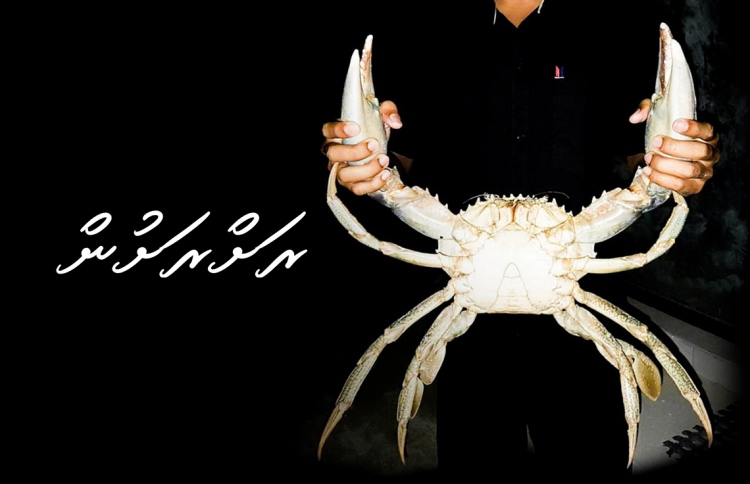 ކަކުނި ކާން ދަތުރު ހަދައިގެން އަންނަންވީ ފުނަދުއަށް