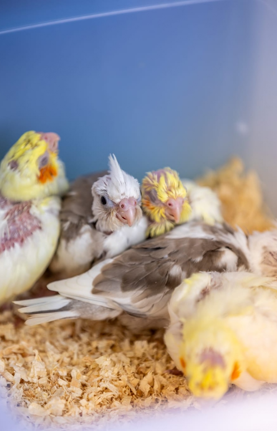 ޝެހެނާޒްގެ ކޮށީގައި ކޮކްޓެއިލް އާލާކޮށްފައި.