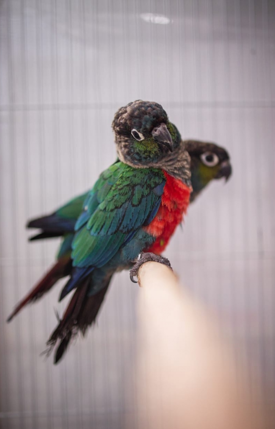 ޝެނެހާޒްގެ ދޫނި ކޮށީގައި ގުރައެއް އިށީނދެލައިގެން.