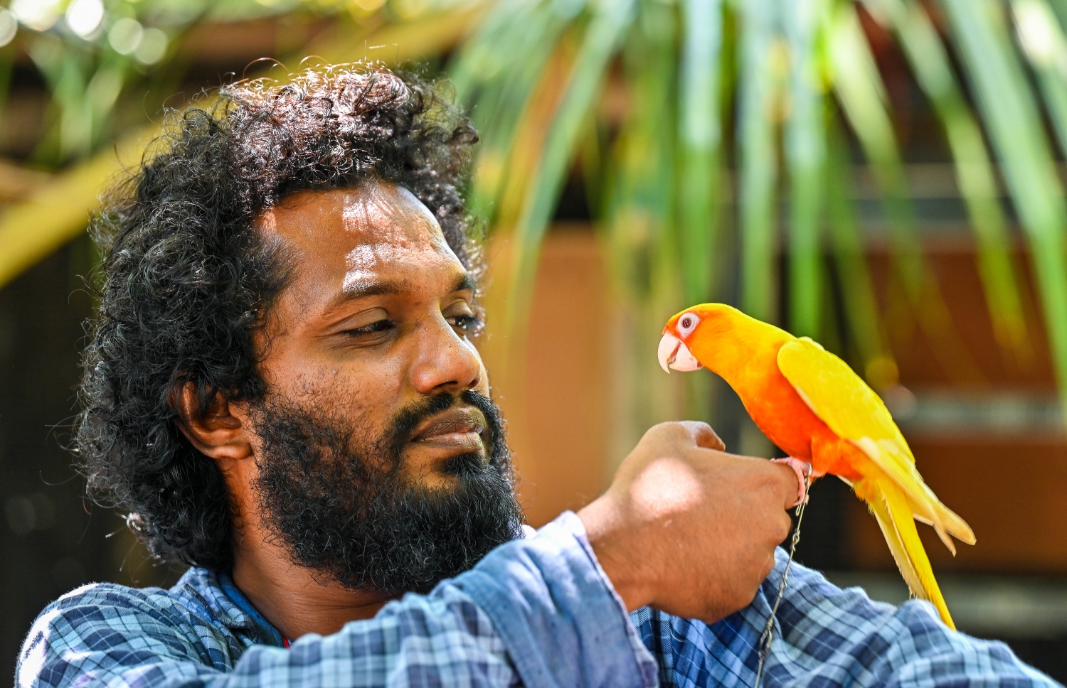 ޖެންޑޭ ކޮނިއުއާގެ އާދައިގެ ޖޯޑަކުން އުފަންވި އޭގެ ނާދިރު މިއުޓޭޝަނެއްގެ ދޫނި، އެ ގެންގުޅޭ އިބްރާހިމް މުހައްމަދުގެ އަތުގައި އިށީނދެލައިގެން. -- ފޮޓޯ: ފަޔާޒް މޫސާ | މިހާރު