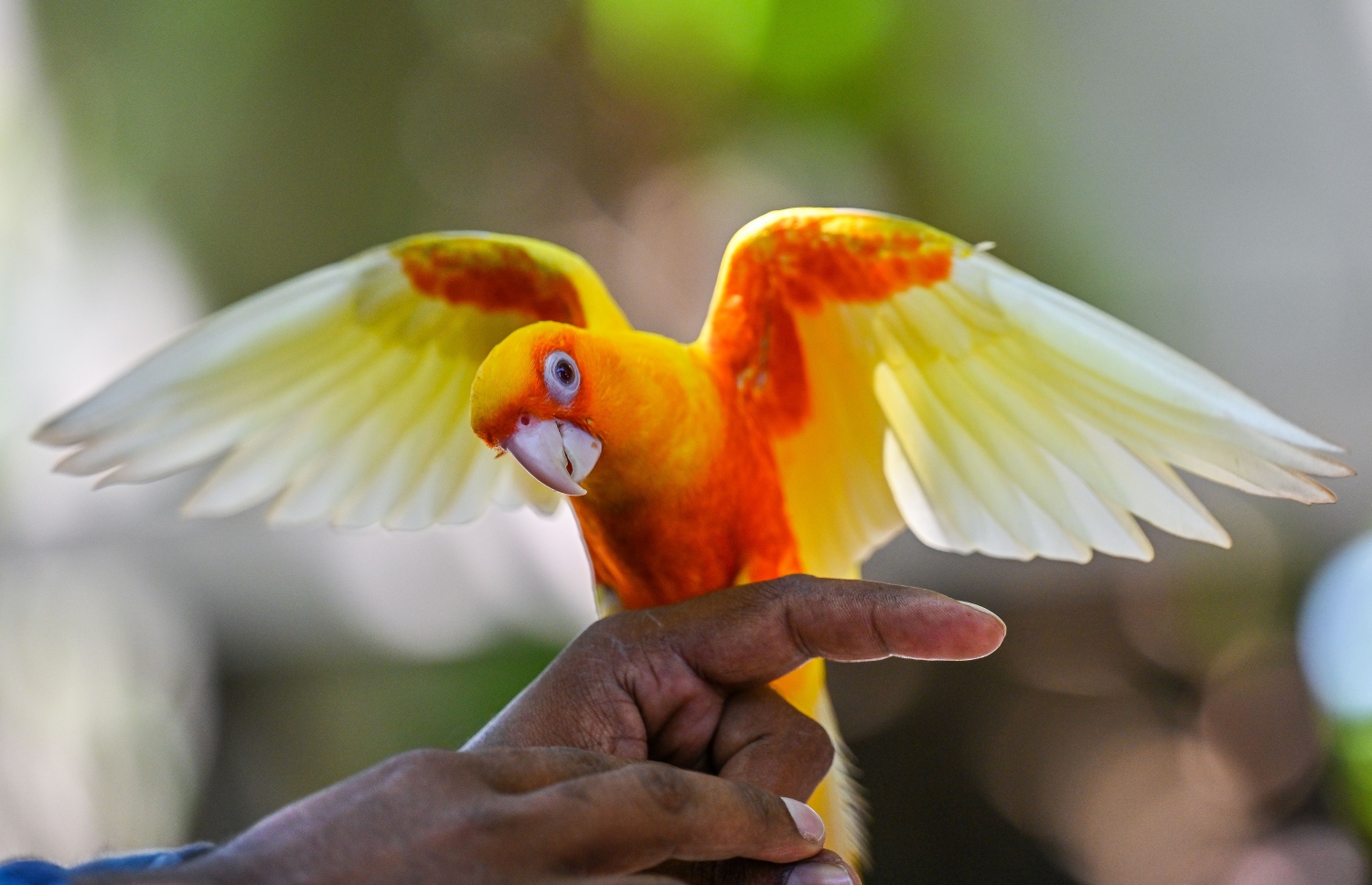 ފެހި، ރީނދޫ އަދި ރަތް ކުލަ ހުންނަ ޖެންޑޭ ކޮނިއުއާގެ ޖޯޑަކުން އުފަންވި އޭގެ ވަރަށް ނާދިރު މިއުޓޭޝަނެއްގެ ދޫނި، އެ ގެންގުޅޭ އިބްރާހިމް މުހައްމަދުގެ އަތުގައި އިށީނދެލައިގެން. -- ފޮޓޯ: ފަޔާޒް މޫސާ | މިހާރު