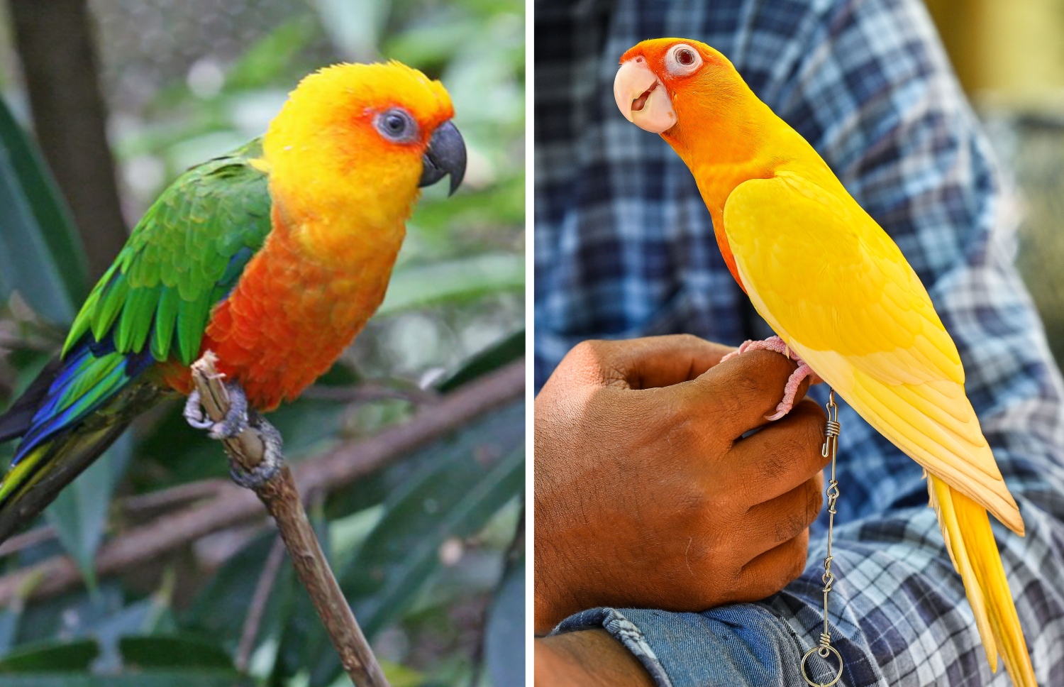 ޖެންޑޭ ކޮނިއުއާގެ އާދައިގެ ދޫންޏެއް (ވ) އަދި އޭގެ ލުޓީނޯ