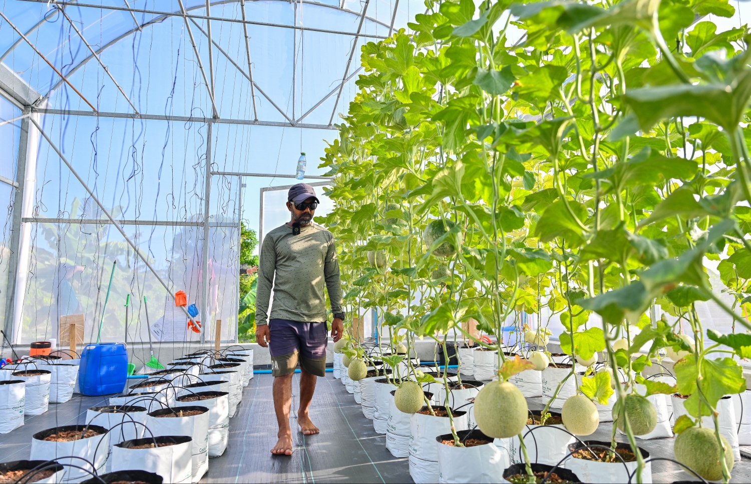 ށ. ގޮއިދޫ، އިބްރާހިމް އާމިރު ގްރީން ހައުސްގެ ތެރޭގައި އޭނާ ހައްދާ މޭވާތައް ބަލާލަނީ.-- ފޮޓޯ: ފަޔާޒް މޫސާ | މިހާރު