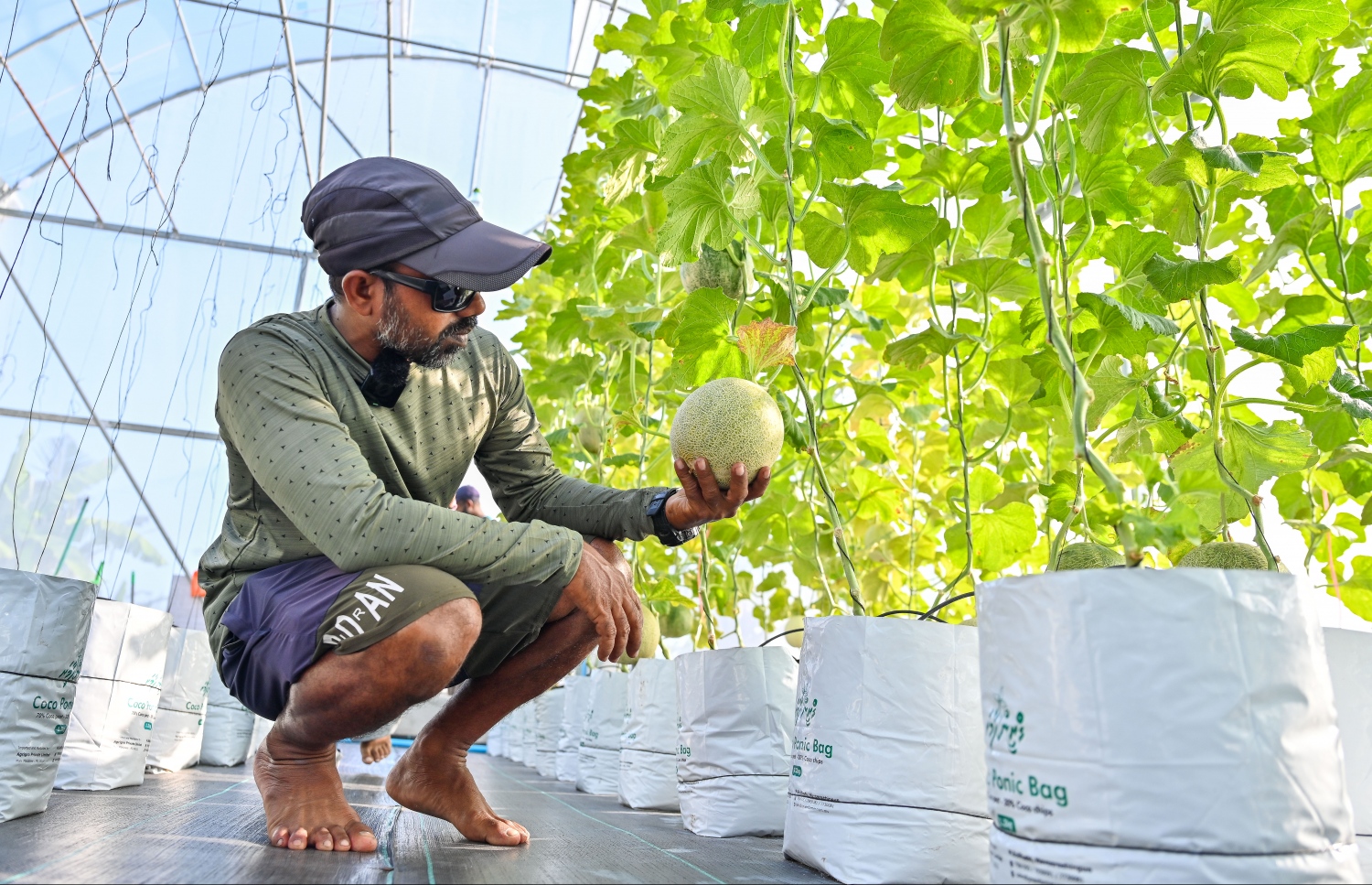 ށ. ގޮއިދޫ، އިބްރާހިމް އާމިރު ގްރީން ހައުސްގެ ތެރޭގައި އޭނާ ހައްދާ މޭވާތައް ބަލާލަނީ.-- ފޮޓޯ: ފަޔާޒް މޫސާ | މިހާރު