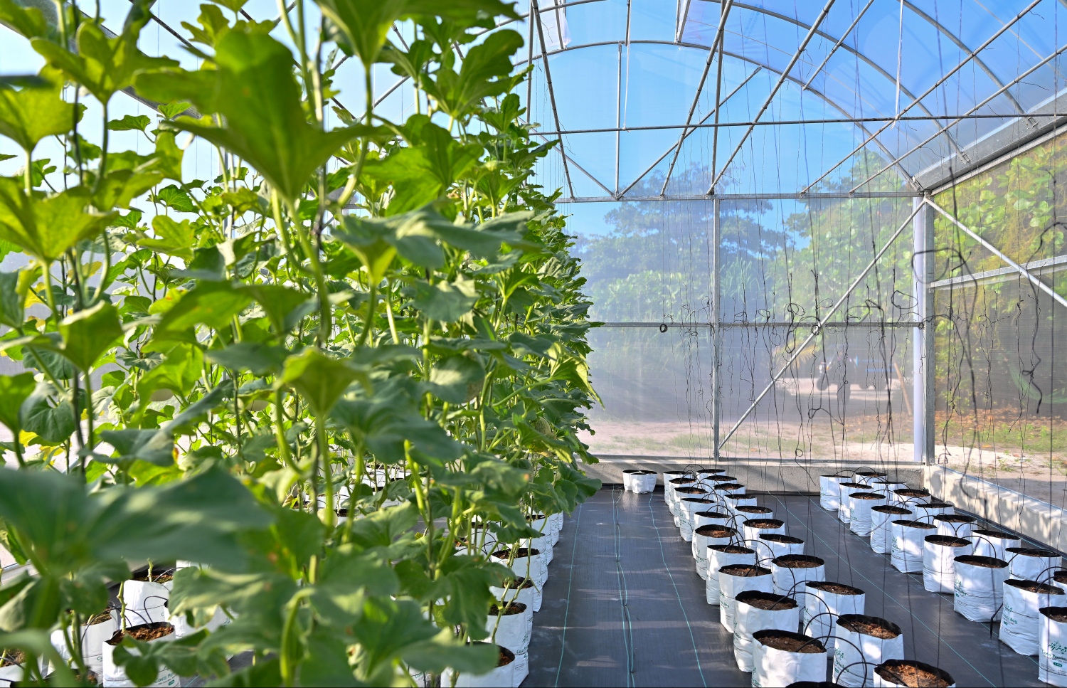 ށ. ގޮއިދޫގައި ހުންނަ ގްރީން ހައުސްގެ އެތެރެ.-- ފޮޓޯ: ފަޔާޒް މޫސާ | މިހާރު