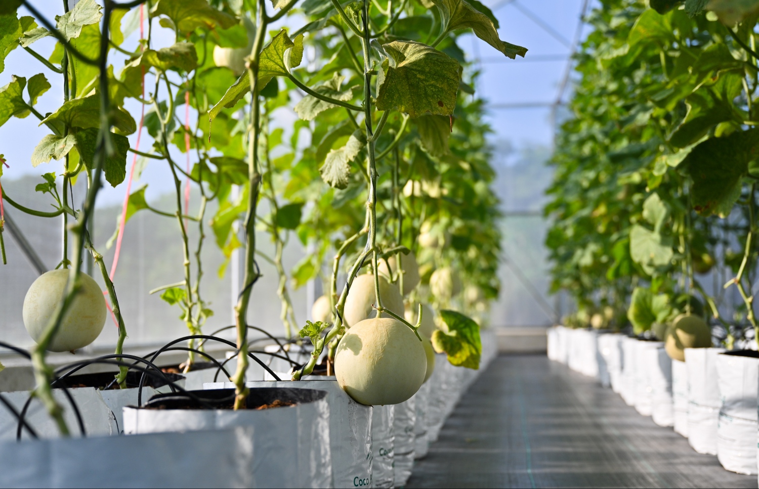 ށ. ގޮއިދޫގައި ހުންނަ ގްރީން ހައުސްގައި މެލަން ހައްދައިފައި.-- ފޮޓޯ: ފަޔާޒް މޫސާ | މިހާރު