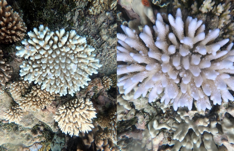 މިއީ ގާ ހުދުވުމުގެ މައްސަލަ އެންމެ ބޮޑު އެއް އަހަރު