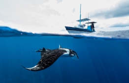 A boat near a oceanic manta ray -- Photo: Simon Hilbourne