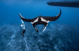 A diver next to an oceanic manta ray -- Photo: Simon Hilbourne