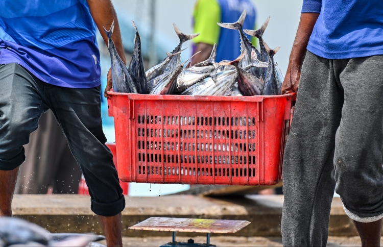 މަހުގެ އެކްސްޕޯޓުން ލިބުނު އާމްދަނީ 60 ޕަސެންޓް ދަށް