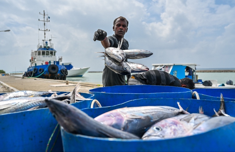 މަސްވެރިކަމާ ގުޅޭ އެކި ކޮމިޓީތައް ހަދަނީ