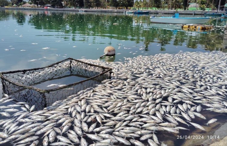 ވައިކަރަދޫ ފަޅުތެރޭ މުށިމަސްތައް މަރުވެ، ކުނިވެއްޖެ