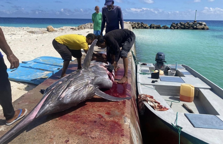 މަހަށް ނުކުމެ އުޅެނިކޮށް 347 ކިލޯގެ ހިބަރެއް