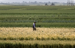 A researcher from the International Center for Agricultural Research in Dry Areas (ICARDA) walks in a cultivated field in the Marchouch region of northwestern Morocco on April 18, 2024.  -- Photo: Fadel Senna / AFP