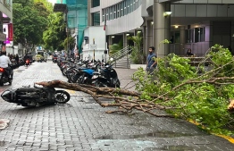 Fallen tree in front of Velaanaage, Malé City — Photo: Mihaaru