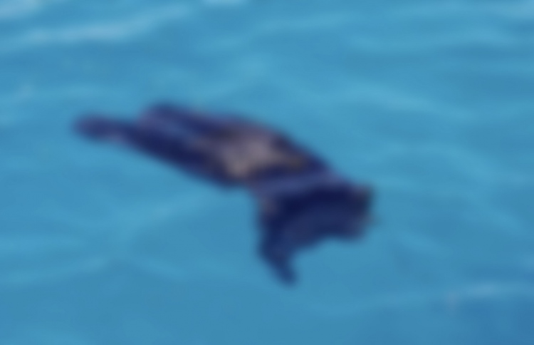 ކިނޮޅަހު ބޭރުން ފެނުނީ ރަޝިއާގެ ޓޫރިސްޓުގެ ހަށިގަނޑެއް ނޫން