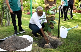 President Dr Mohamed Muizzu planting a tree during the ceremony held to launch the 5 Million Trees Plantation Program on Wednesday. -- Photo: President's Office