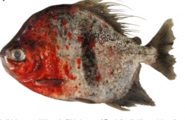 A species of vegetarian fish close to the piranha has been discovered in the Brazilian Amazon. It was named “Sauron” because of its resemblance to the evil entity from “The Lord of the Rings” -- photo: British Museum of Natural History