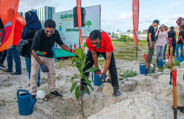 ދިރާގުން ހުޅުމާލޭގައި 1،000 ގަސް އިންދައިފި