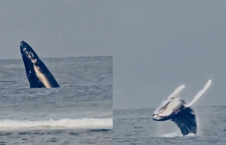 ޖާދޫގައި ޖައްސަމުން ބޮޑުމަސް ފ. އަތޮޅަށް