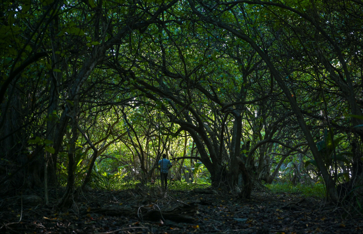 "ފީބޯ ވަޅު" ހޯދަން ކުޑަދޫގައި