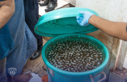 The water bucket in which the two arrested foreigners stored betel nuts.
Photo - Immigration