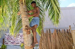 A man engaged in collecting toddy in the 'Traditional Dhivehi Land' in Maafushi Prison. -- Photo: President's Office