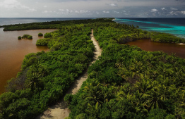 Mangroves in Kendhikulhudhoo -- Photo: Ahmed Jailam