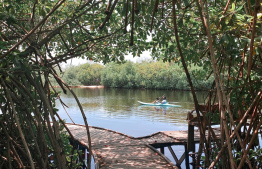 People kayak along the mangroves -- Photo: Ahmed Jailam