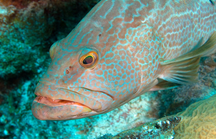 ފާނަ އާލާ ކުރަން ބޮޑު ސަރަހައްދެއް ކަނޑައަޅައިފި