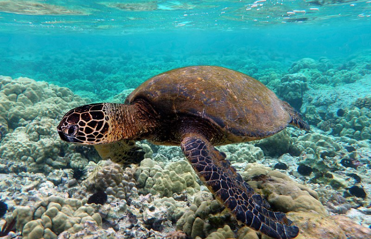 ދިރޭތަކެތި ނައްތާލުމުގެ ހަރަދު ދޭންޖެހޭނީ ގެނައިފަރާތުން