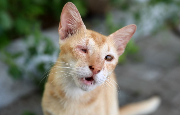 އޮޅުހިޔާގައި ބައްޔެއް ފެތުރި، ބުޅާތައް މަރުވަނީ