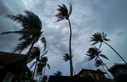 Palm trees swaying during stormy weather -- Photo: Fayaz Moosa