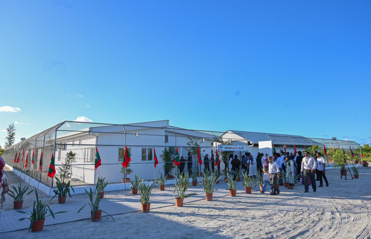 މަގުމަތީގައި އުޅޭ ބުޅާތަކަށް "އޮޅު ހިޔާ" ހުޅުވައިފި