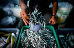 ބާޒާރުގައި ރެހި ވިއްކަން ބަހައްޓާފައި: ޖޯޑެއް ލިބެން ހުންނަނީ 10ރ އާއި 20ރ ދެމެދުގެ އަގަކަށް